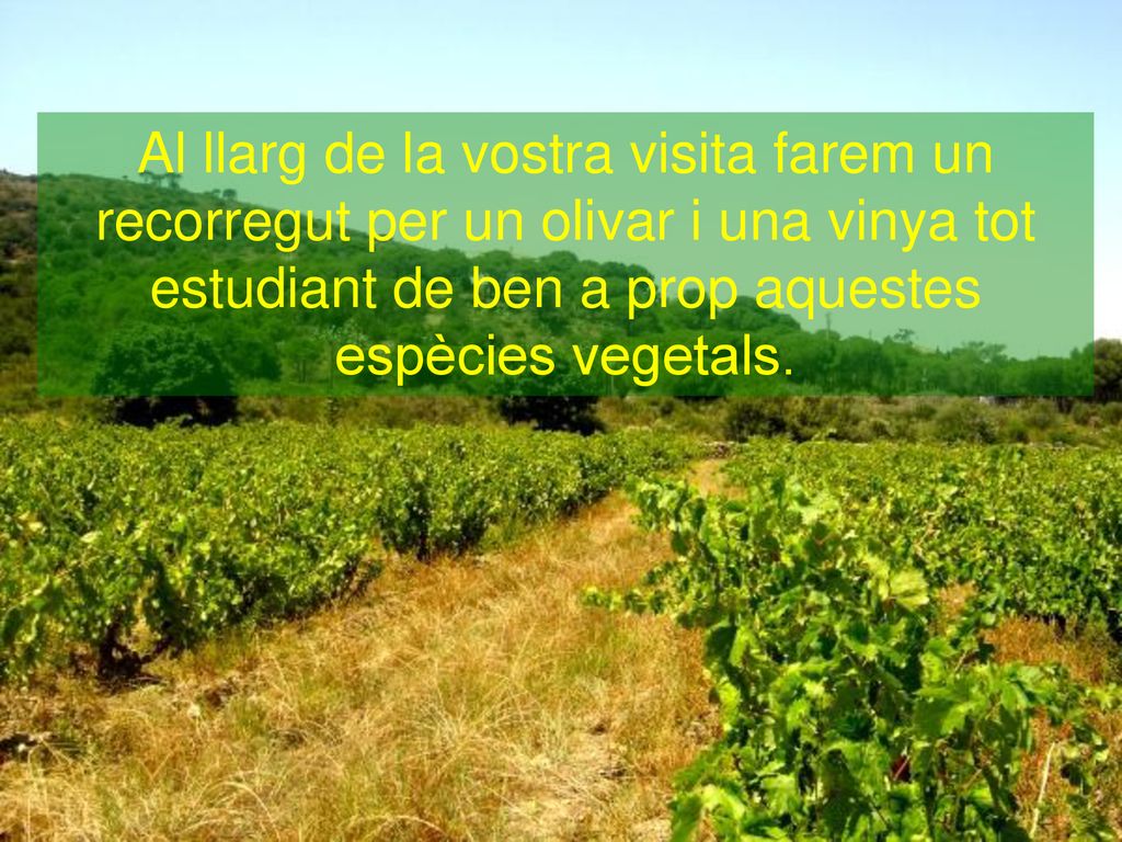 Al llarg de la vostra visita farem un recorregut per un olivar i una vinya tot estudiant de ben a prop aquestes espècies vegetals.