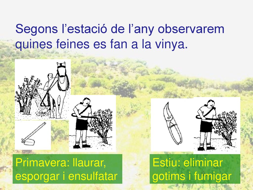 Segons l’estació de l’any observarem quines feines es fan a la vinya.