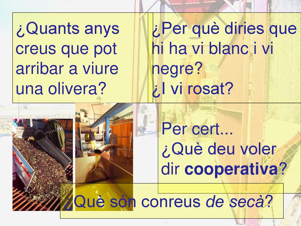 ¿Quants anys creus que pot arribar a viure una olivera