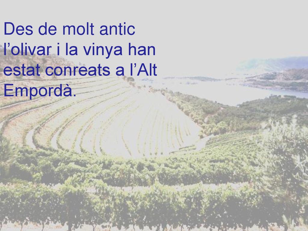Des de molt antic l’olivar i la vinya han estat conreats a l’Alt Empordà.