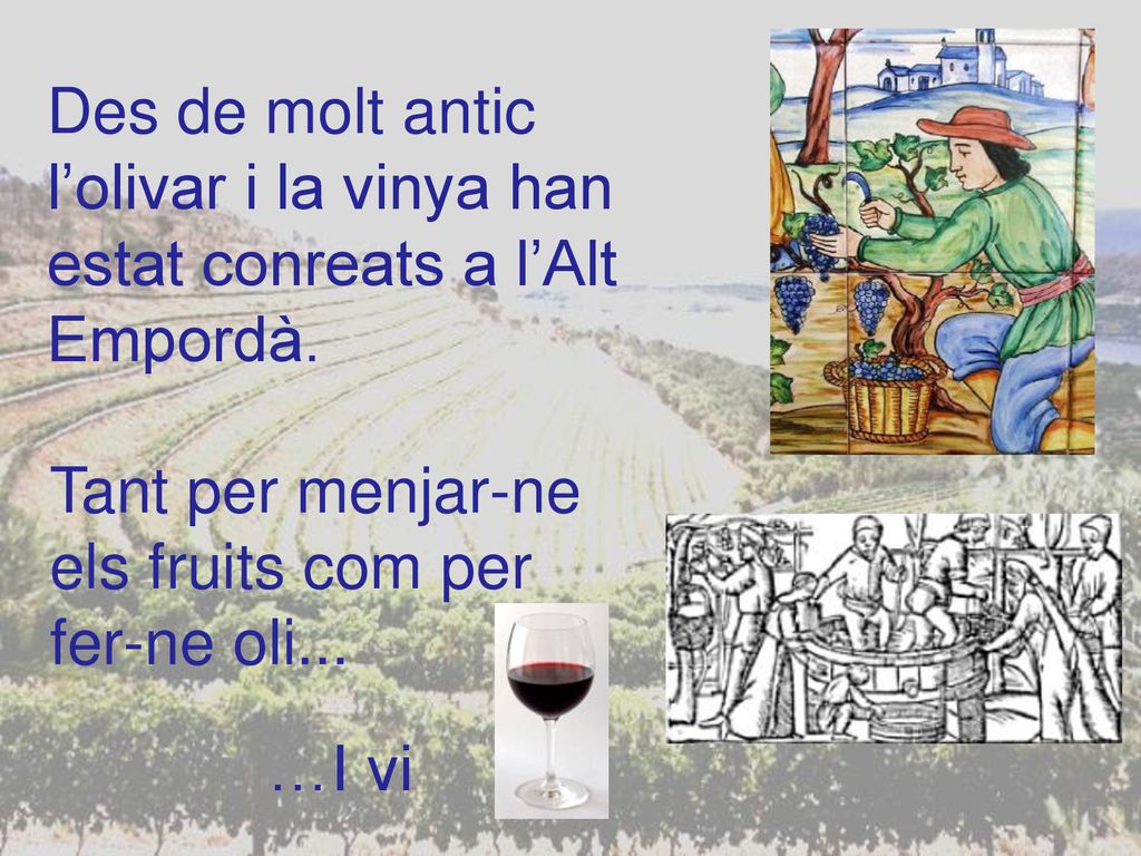 Des de molt antic l’olivar i la vinya han. estat conreats a l’Alt. Empordà. Tant per menjar-ne. els fruits com per fer-ne oli...