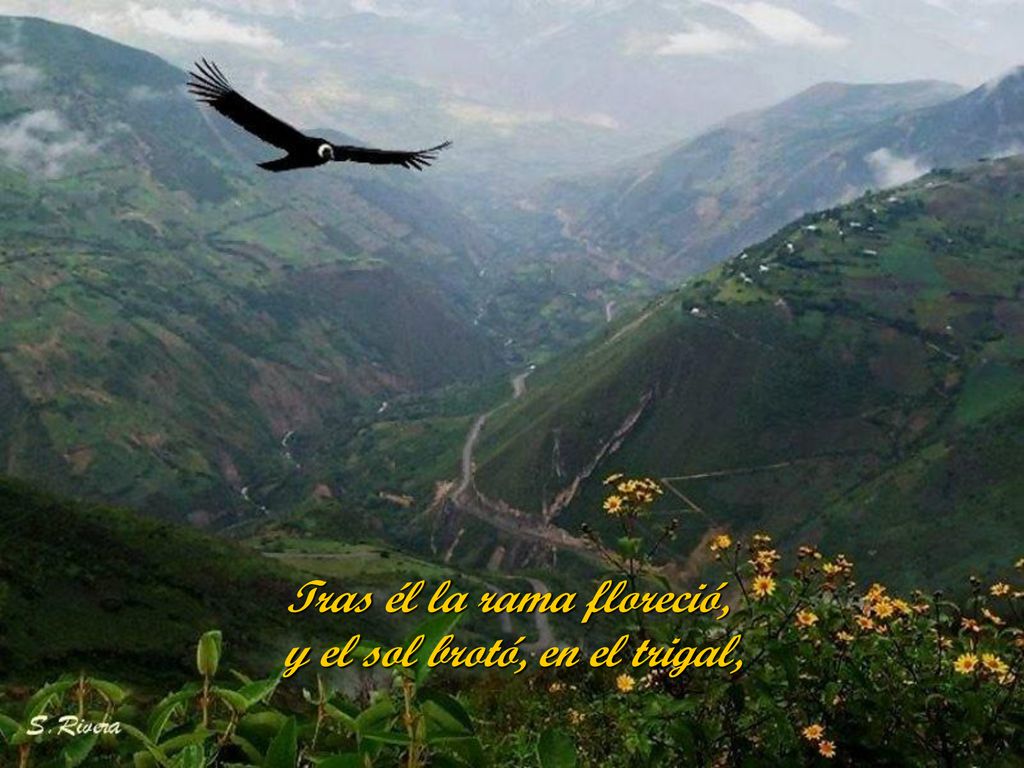 Tras él la rama floreció, y el sol brotó, en el trigal,
