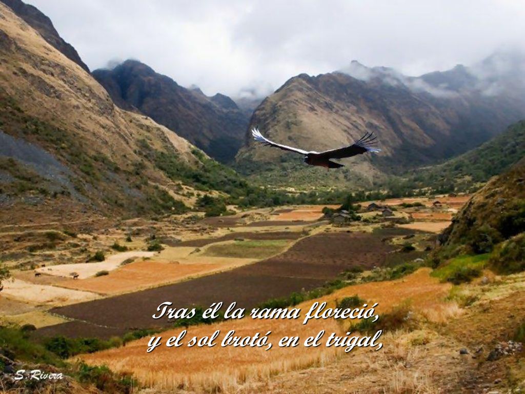 Tras él la rama floreció, y el sol brotó, en el trigal,
