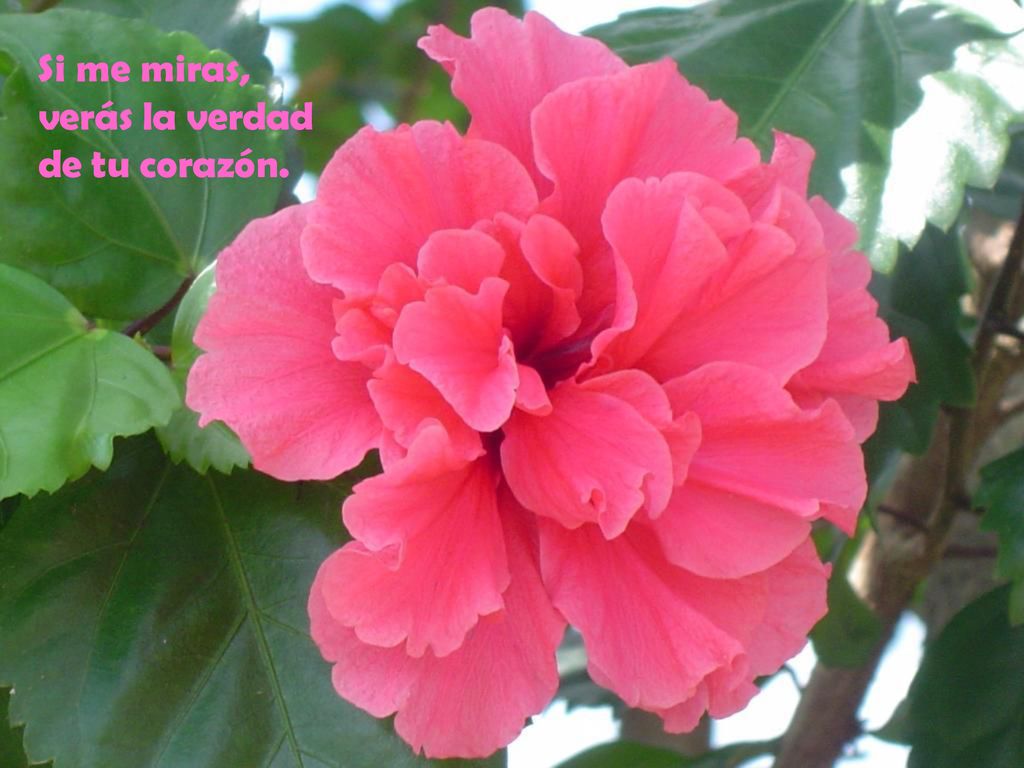 Si me miras, verás la verdad de tu corazón.