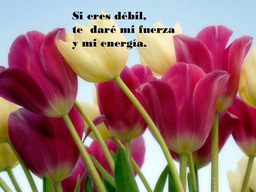 Si eres débil, te daré mi fuerza y mi energía.