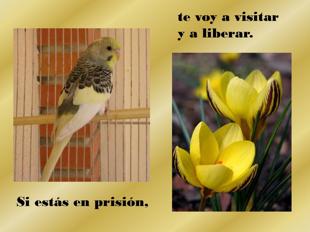 te voy a visitar y a liberar. Si estás en prisión,