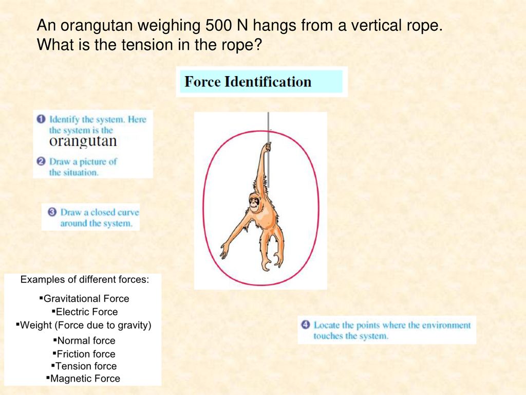 An orangutan weighing 500 N hangs from a vertical rope.