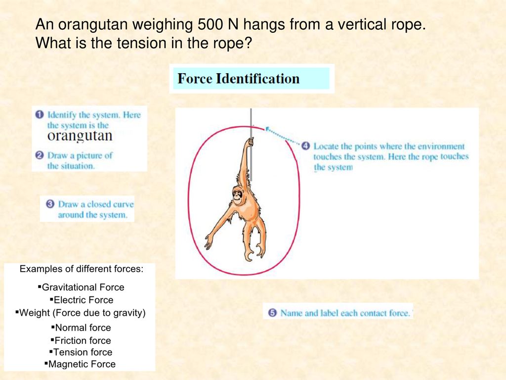 An orangutan weighing 500 N hangs from a vertical rope.