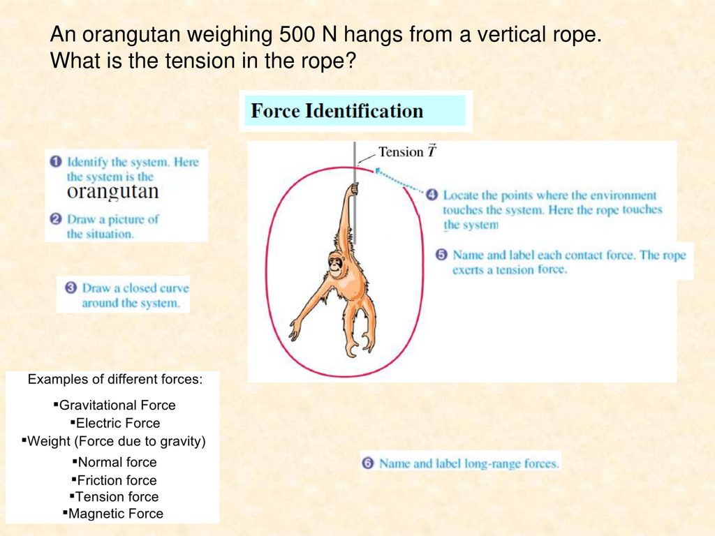 An orangutan weighing 500 N hangs from a vertical rope.