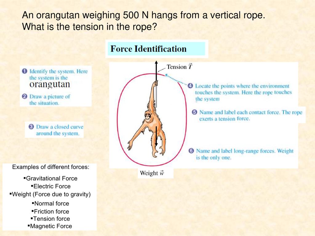 An orangutan weighing 500 N hangs from a vertical rope.