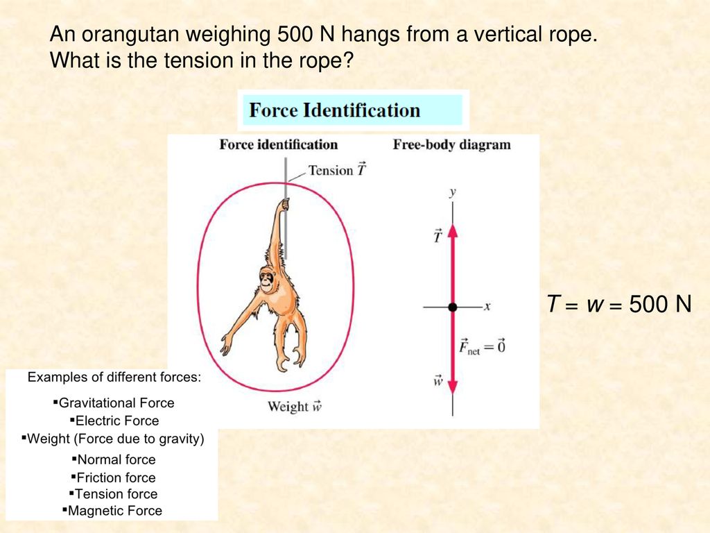 T = w = 500 N An orangutan weighing 500 N hangs from a vertical rope.