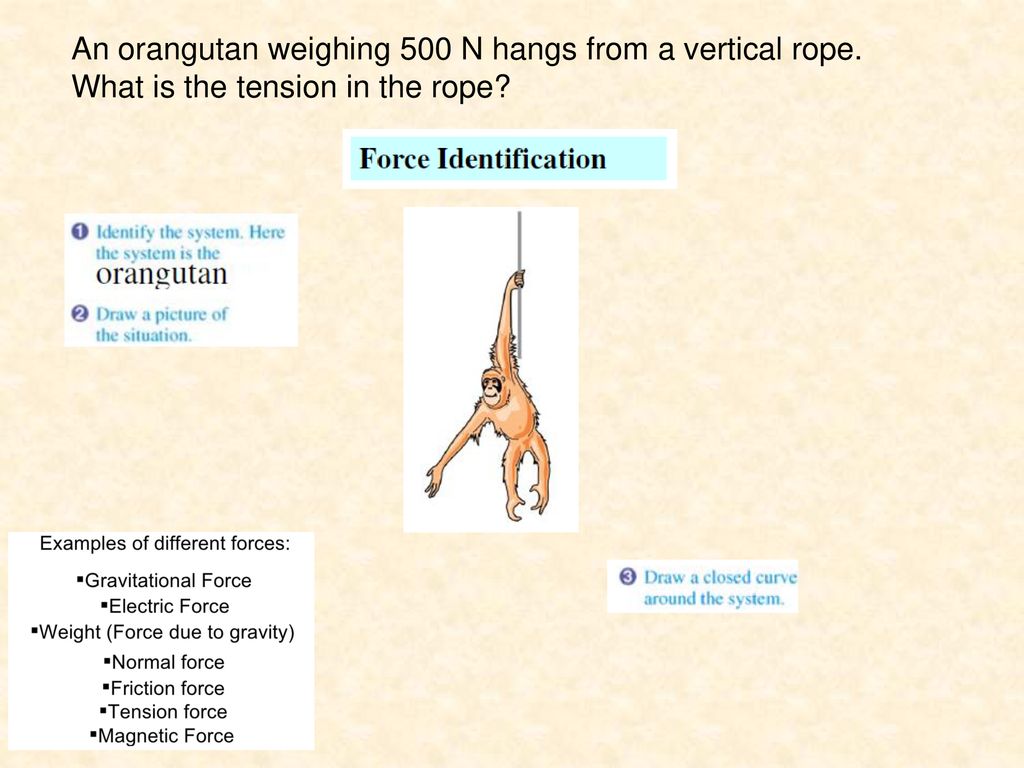 An orangutan weighing 500 N hangs from a vertical rope.