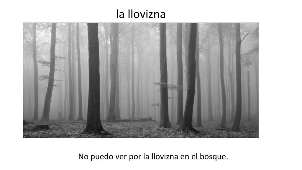 No puedo ver por la llovizna en el bosque.