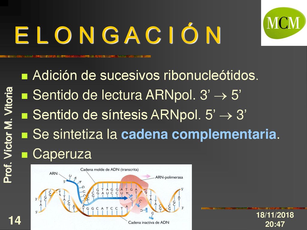 E L O N G A C I Ó N Adición de sucesivos ribonucleótidos.