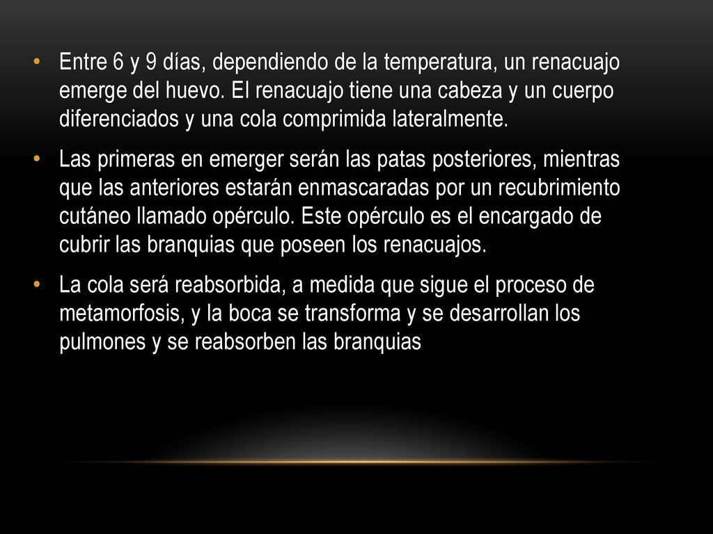 Entre 6 y 9 días, dependiendo de la temperatura, un renacuajo emerge del huevo. El renacuajo tiene una cabeza y un cuerpo diferenciados y una cola comprimida lateralmente.
