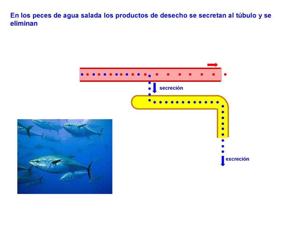 En los peces de agua salada los productos de desecho se secretan al túbulo y se eliminan
