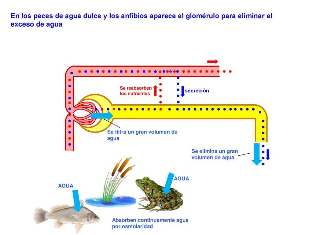 En los peces de agua dulce y los anfibios aparece el glomérulo para eliminar el exceso de agua