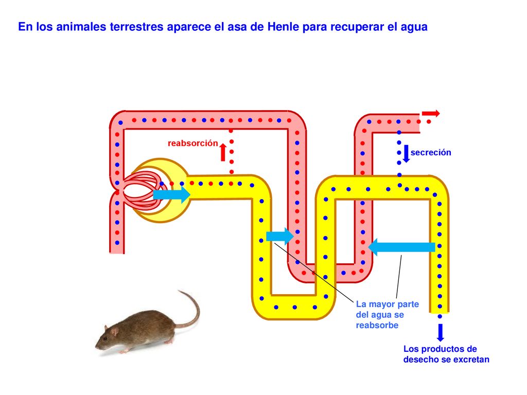 En los animales terrestres aparece el asa de Henle para recuperar el agua