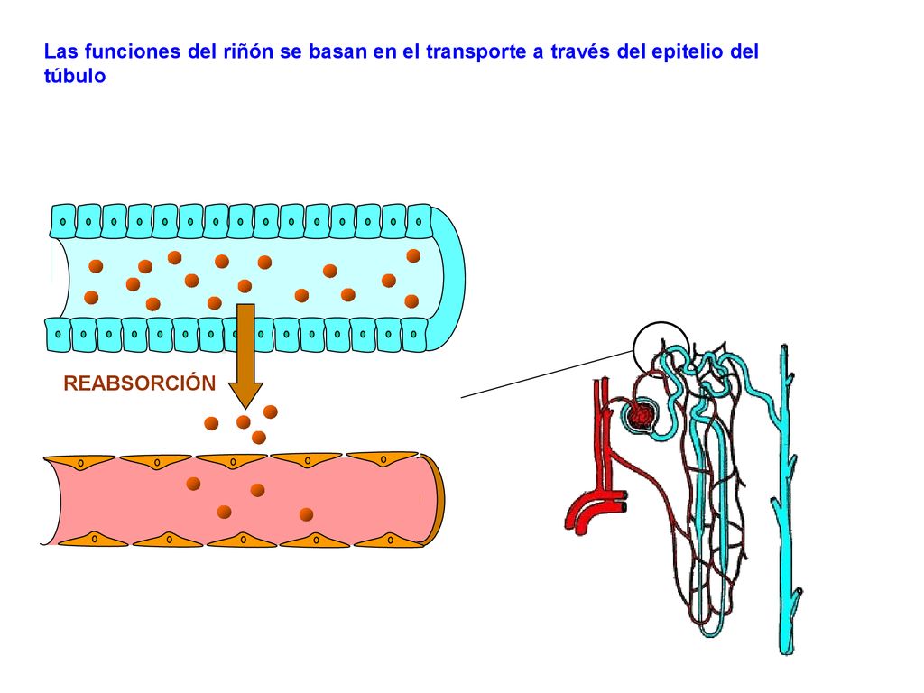 Las funciones del riñón se basan en el transporte a través del epitelio del túbulo