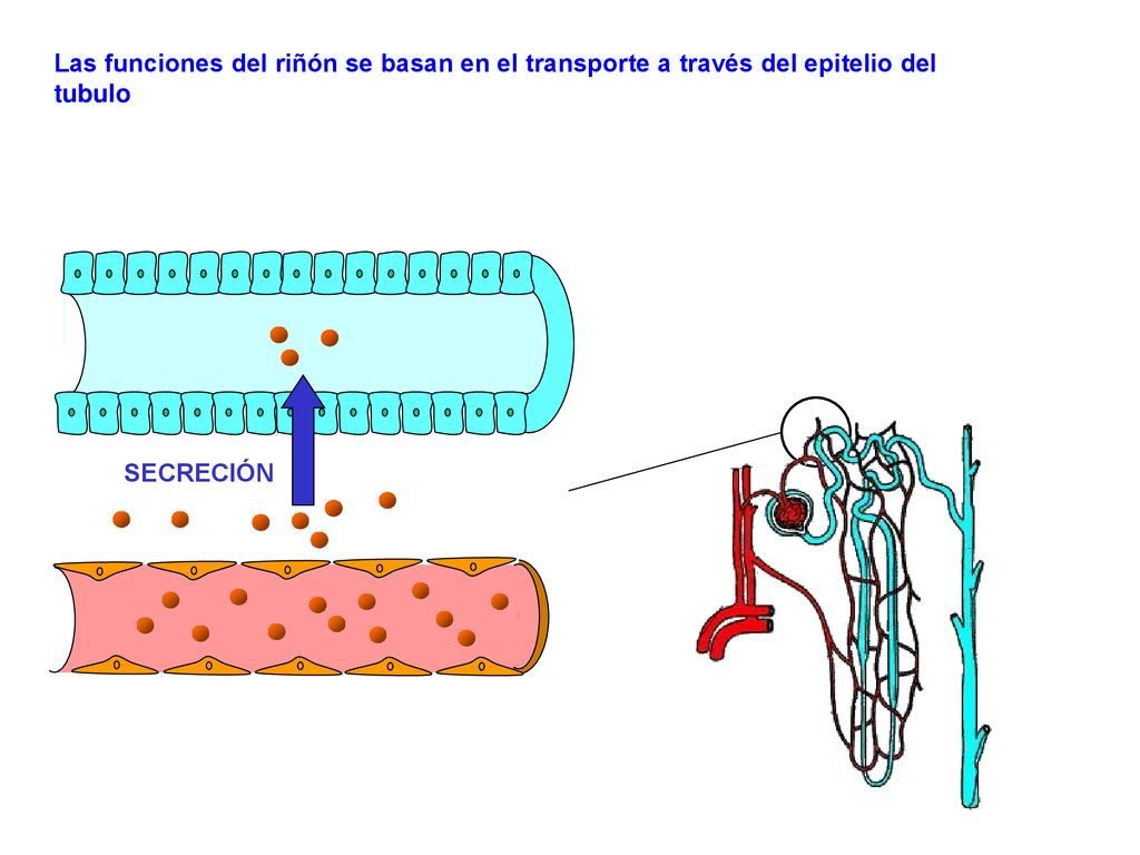 Las funciones del riñón se basan en el transporte a través del epitelio del tubulo