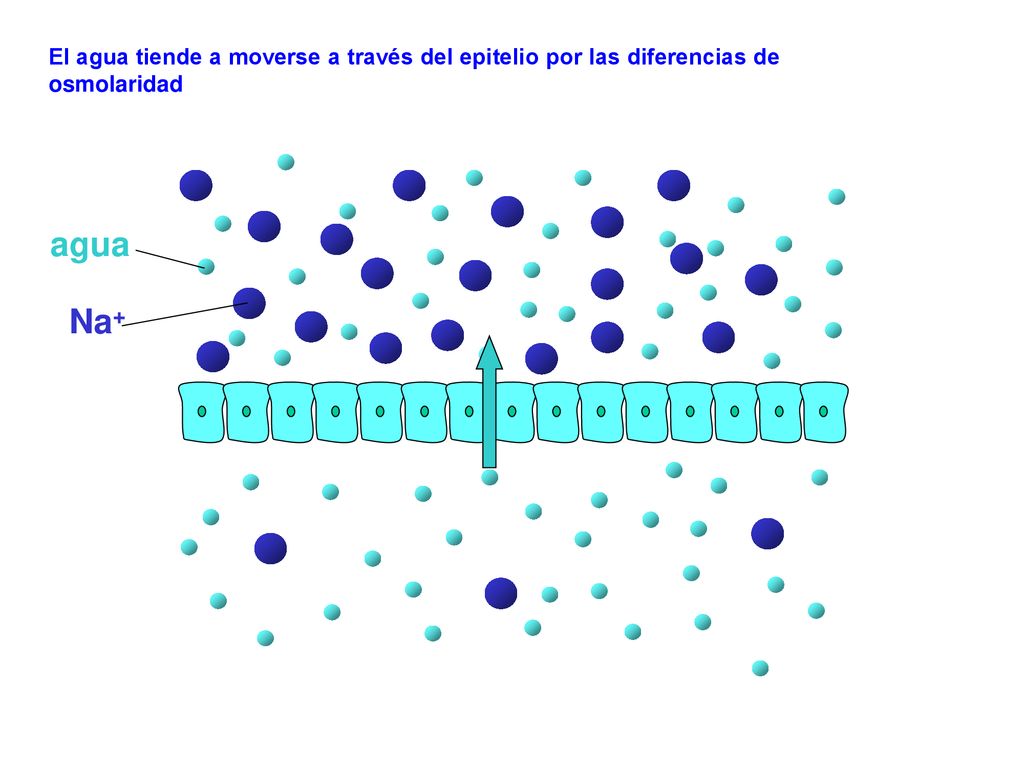 El agua tiende a moverse a través del epitelio por las diferencias de osmolaridad