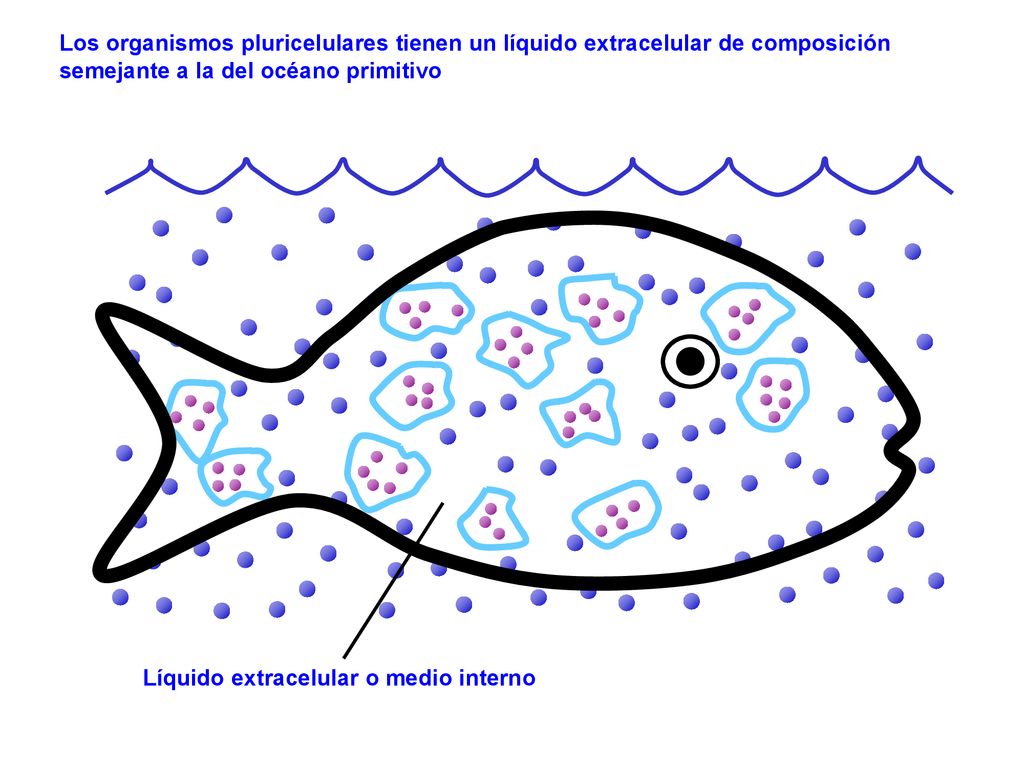 Los organismos pluricelulares tienen un líquido extracelular de composición semejante a la del océano primitivo