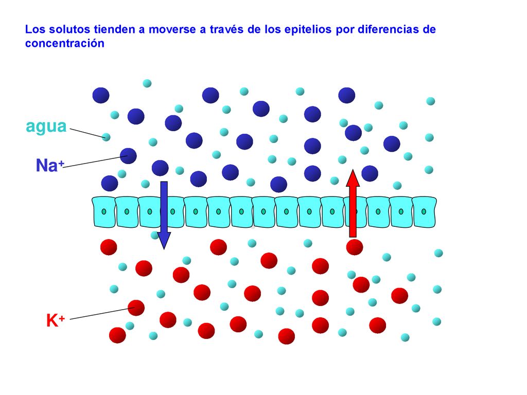Los solutos tienden a moverse a través de los epitelios por diferencias de concentración