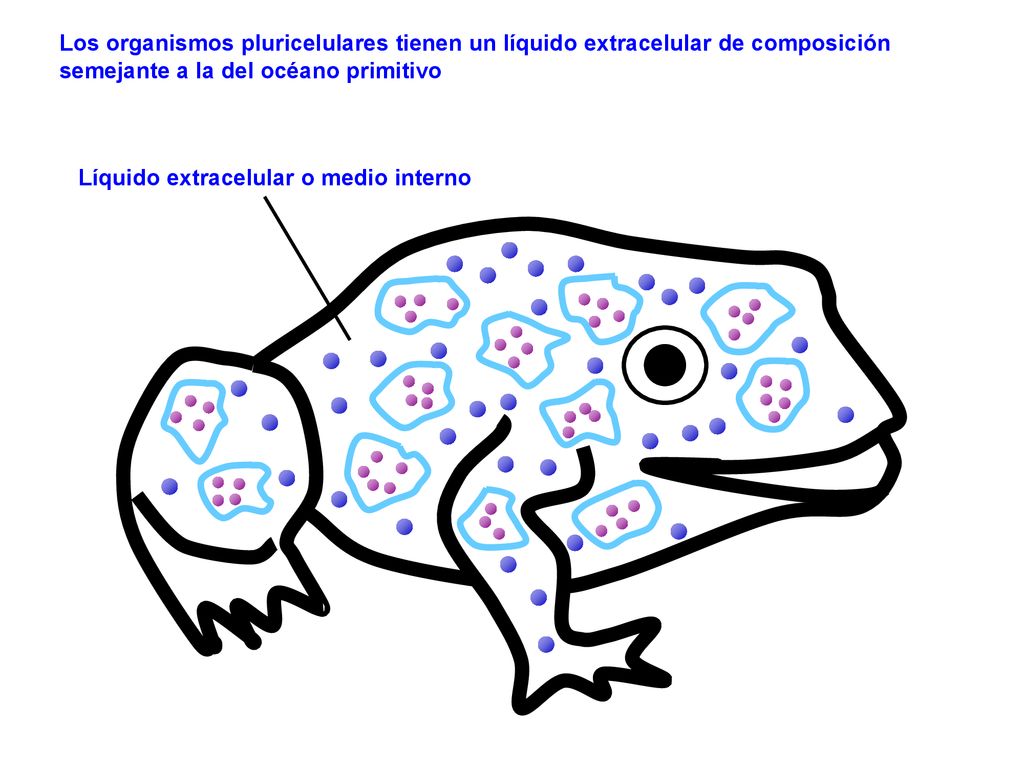 Los organismos pluricelulares tienen un líquido extracelular de composición semejante a la del océano primitivo