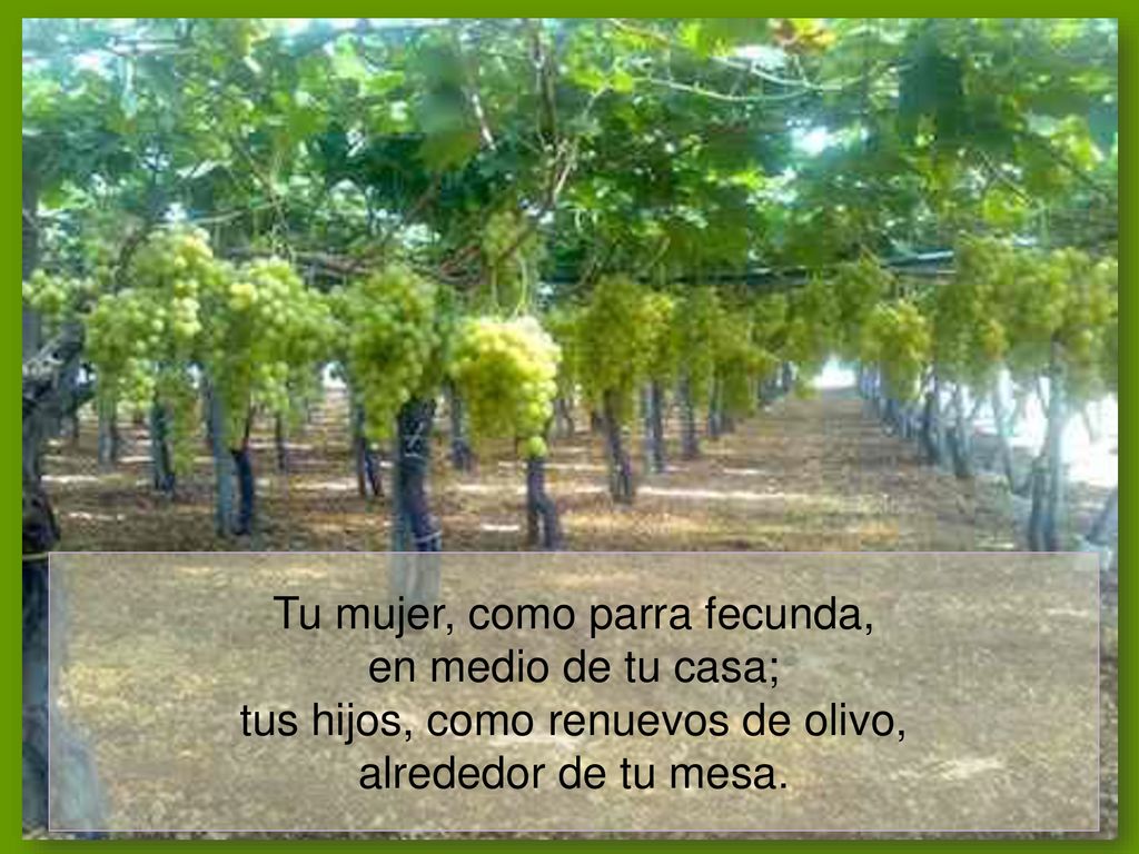 Tu mujer, como parra fecunda, en medio de tu casa; tus hijos, como renuevos de olivo, alrededor de tu mesa.