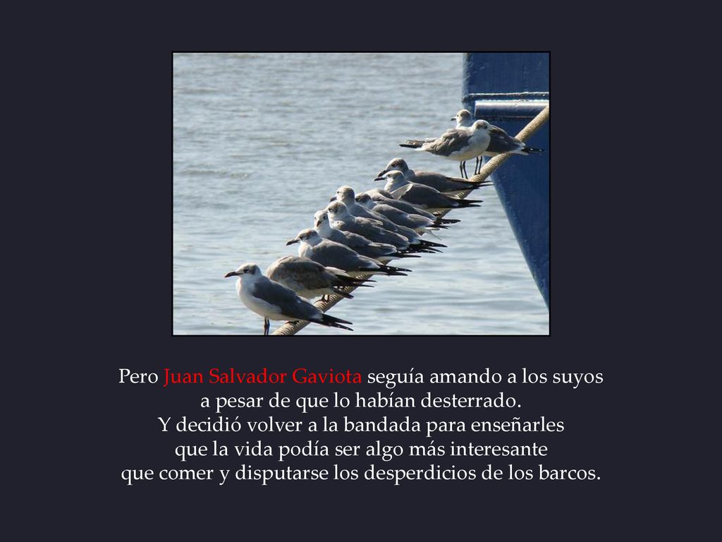 Pero Juan Salvador Gaviota seguía amando a los suyos