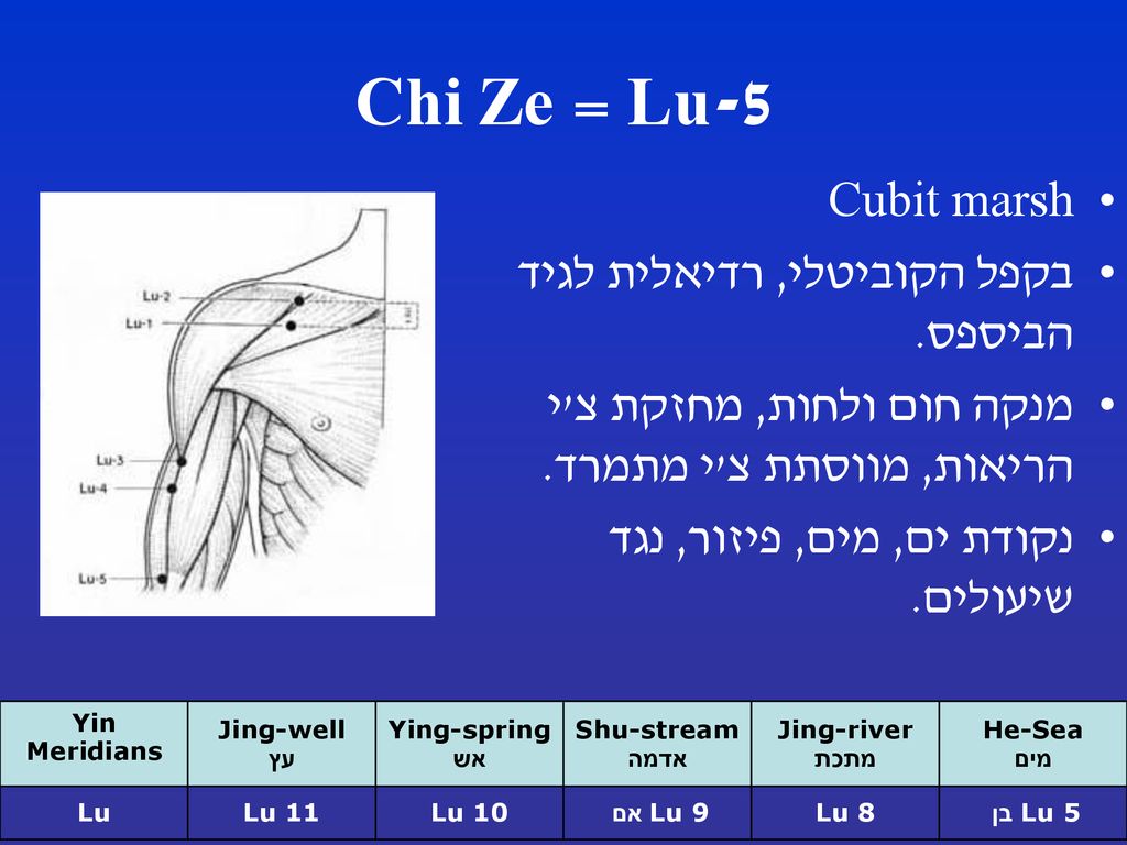 Lu-5 = Chi Ze Cubit marsh בקפל הקוביטלי, רדיאלית לגיד הביספס.