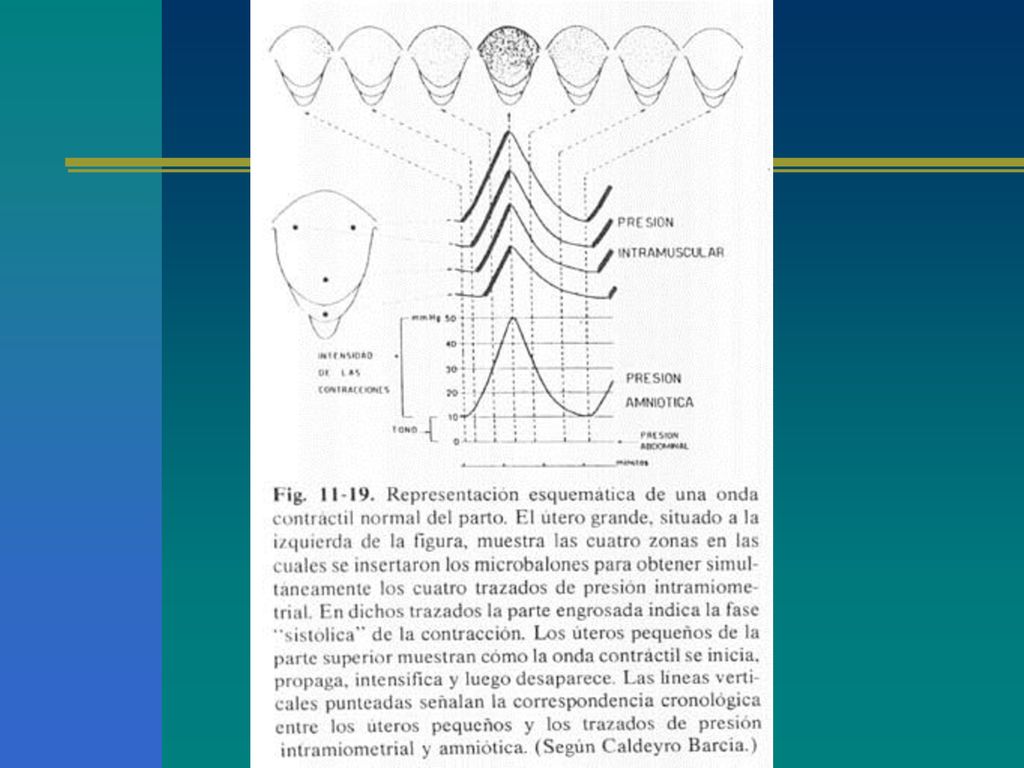 Normalmente, la actividad contractil en las diferentes partes del utero esta tan bien coordinada que el vertice de la contraccion se alcanza casi simultaneamente en todas las partes del organo, a pesar de que la onda contractil las haya invadido en forma sucesiva. Por tanto, cuanto mas lejos este del marcapaso, menor es la durante de la fase sistolica de la contraccion.