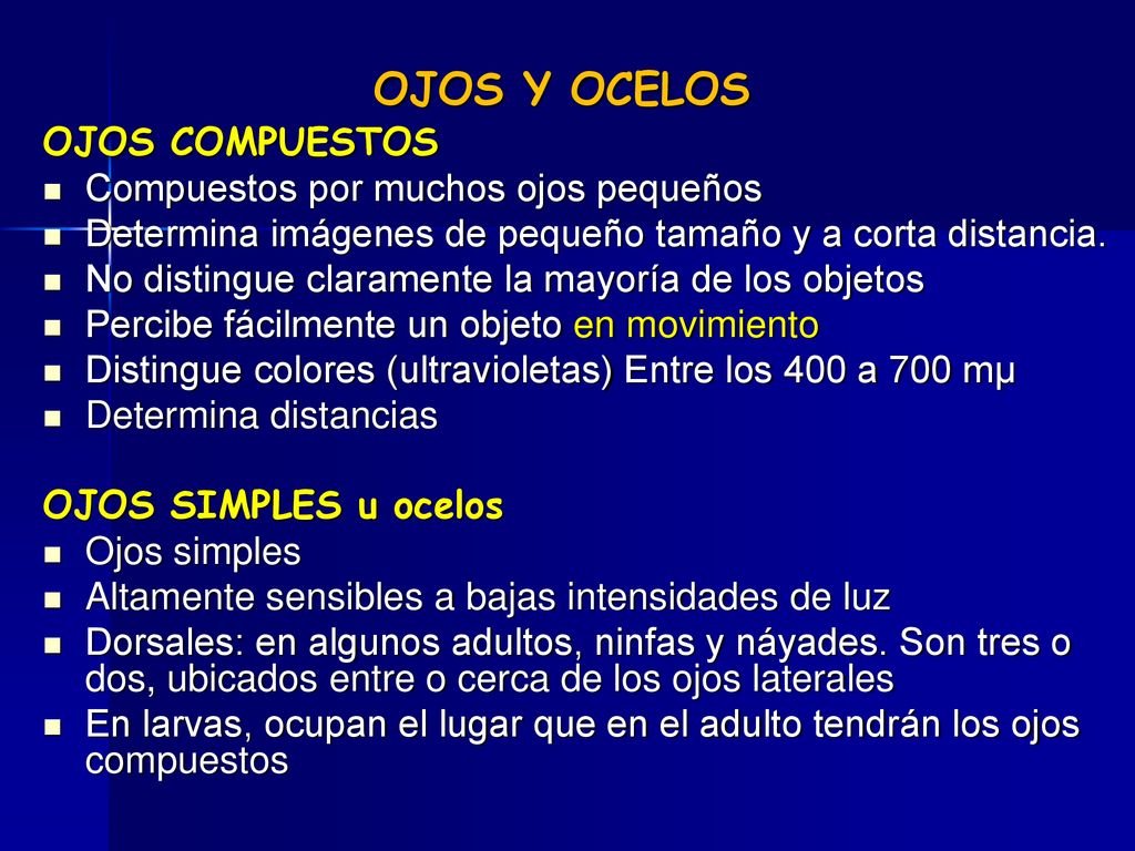 OJOS Y OCELOS OJOS COMPUESTOS Compuestos por muchos ojos pequeños