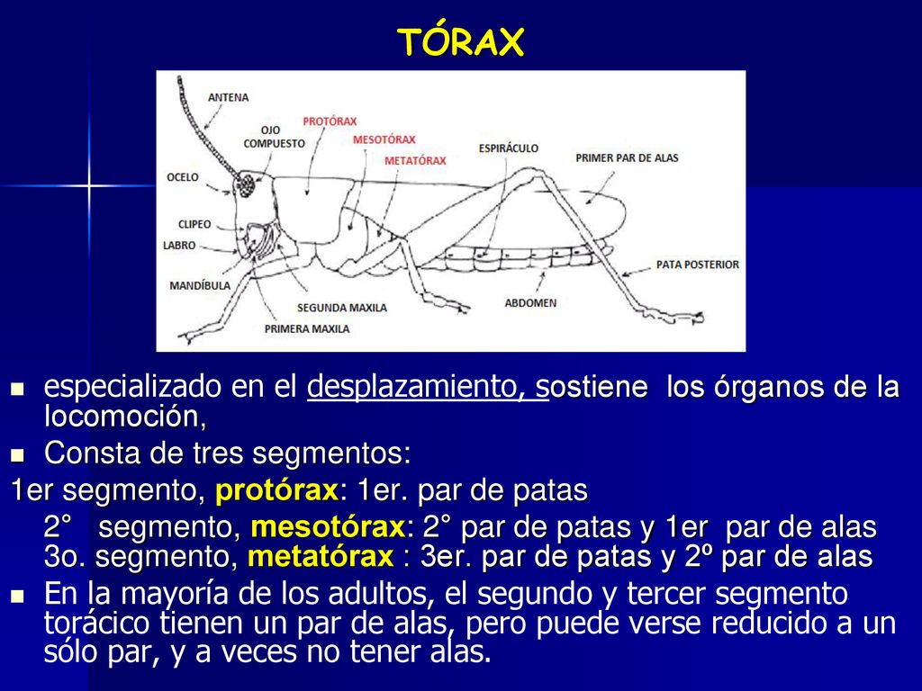 TÓRAX especializado en el desplazamiento, sostiene los órganos de la locomoción, Consta de tres segmentos: