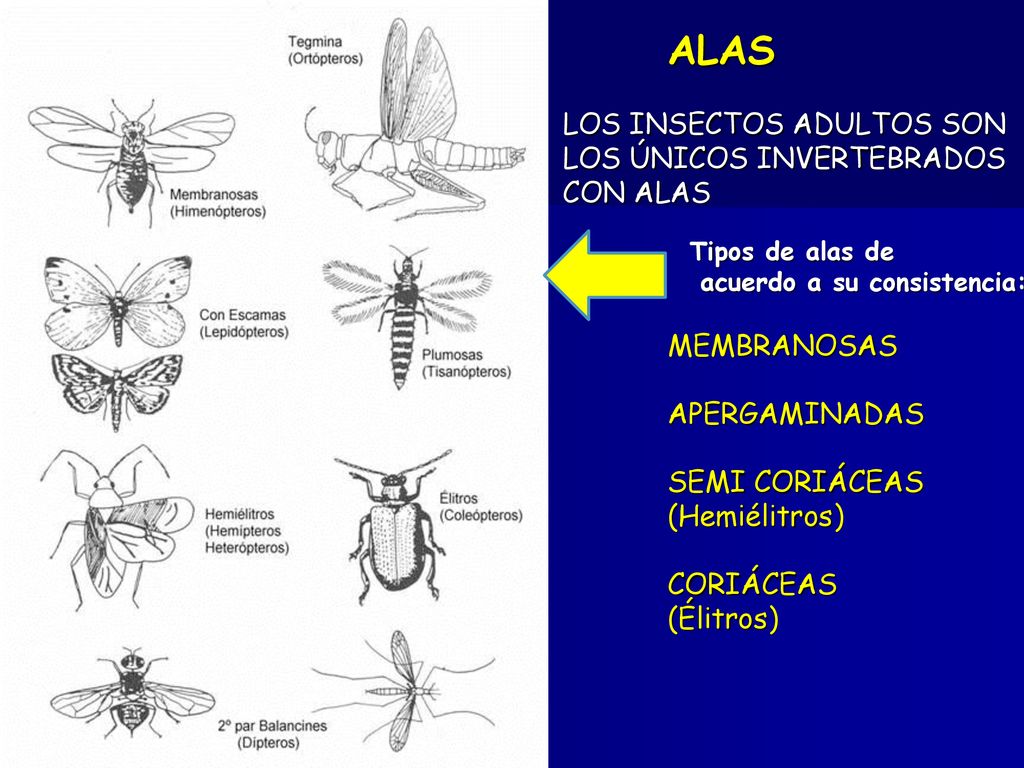 ALAS LOS INSECTOS ADULTOS SON LOS ÚNICOS INVERTEBRADOS CON ALAS