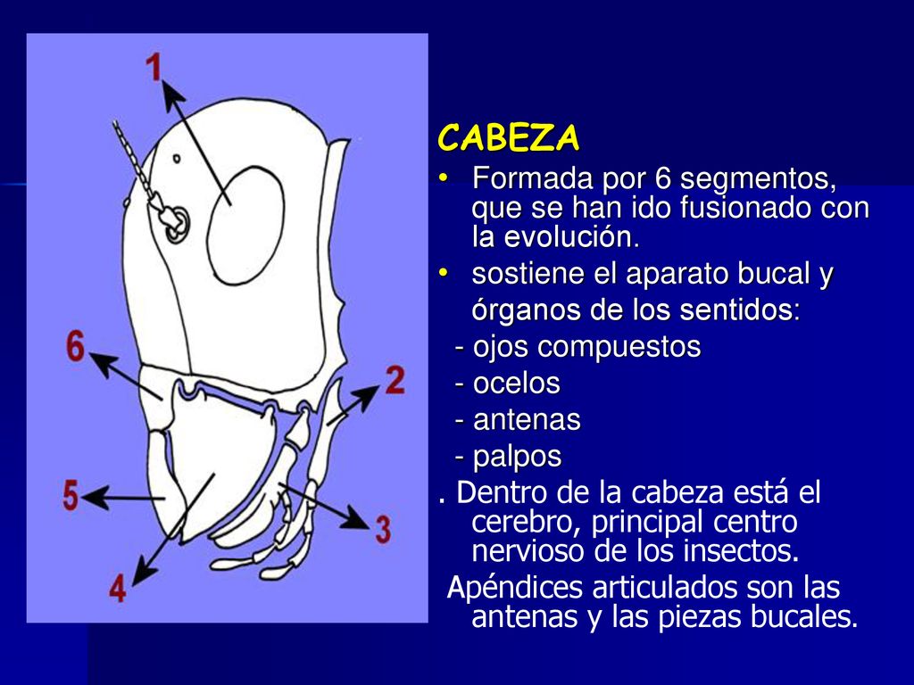 CABEZA Formada por 6 segmentos, que se han ido fusionado con la evolución. sostiene el aparato bucal y.