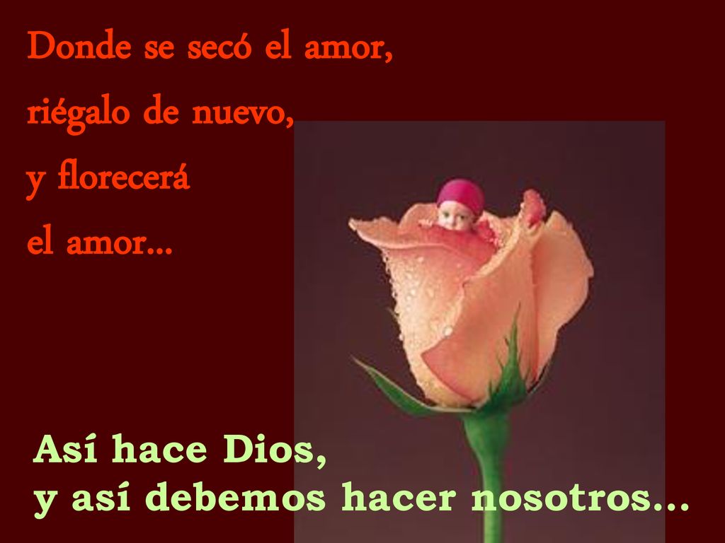 Donde se secó el amor, riégalo de nuevo, y florecerá el amor...