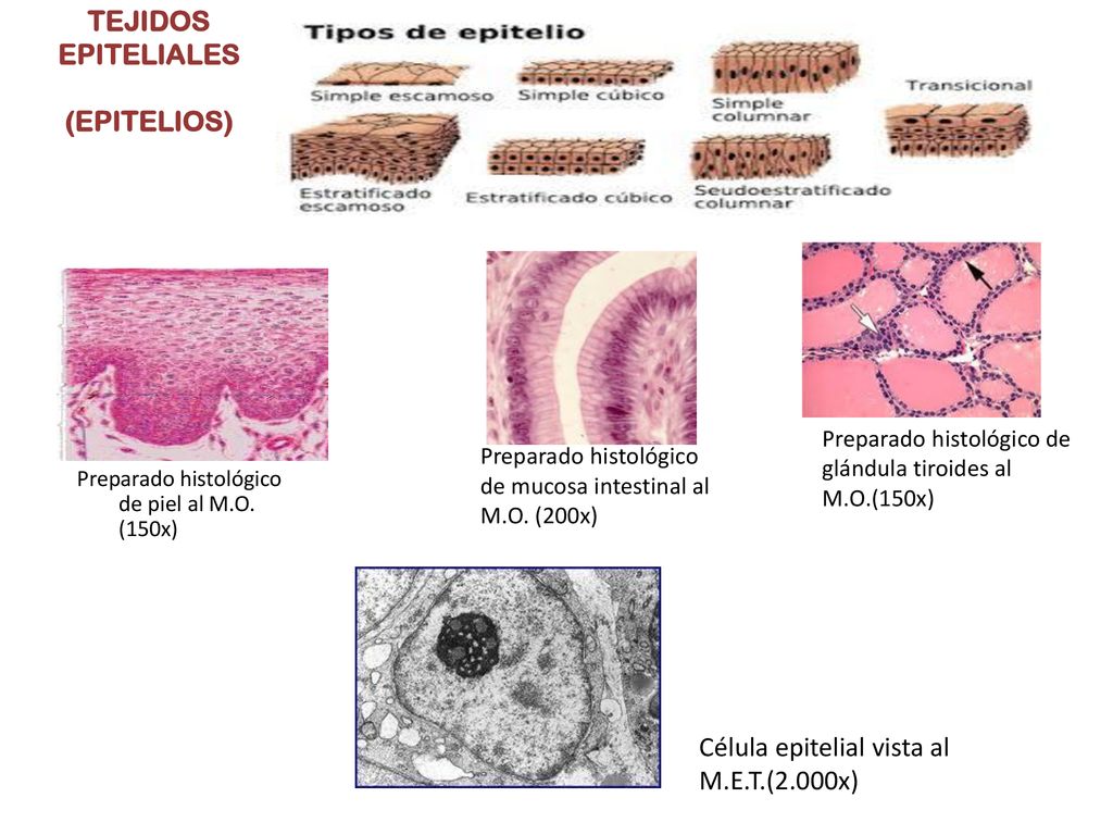 TEJIDO EPITELIAL. - Ppt Descargar