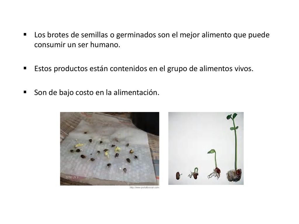 Los brotes de semillas o germinados son el mejor alimento que puede consumir un ser humano.