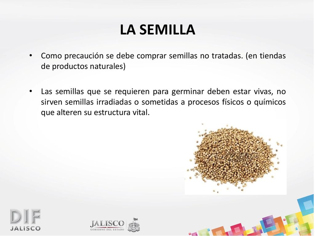 LA SEMILLA Como precaución se debe comprar semillas no tratadas. (en tiendas de productos naturales)