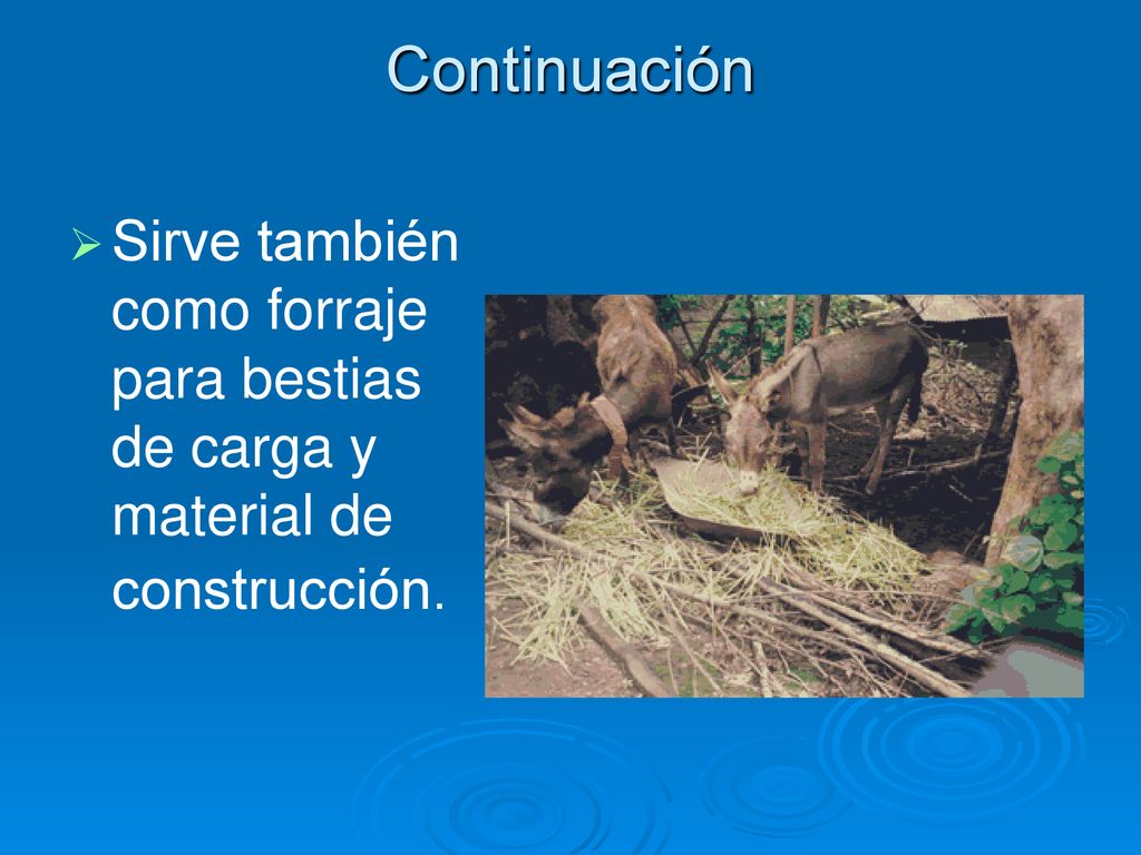 Continuación Sirve también como forraje para bestias de carga y material de construcción.