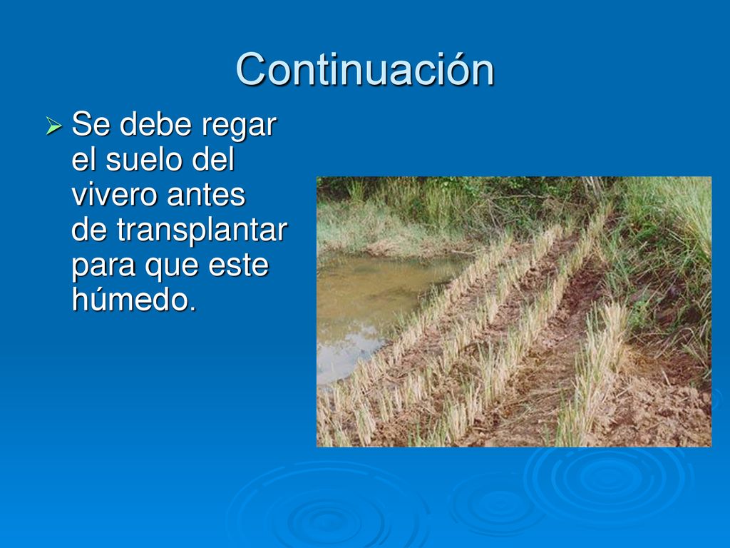 Continuación Se debe regar el suelo del vivero antes de transplantar para que este húmedo.