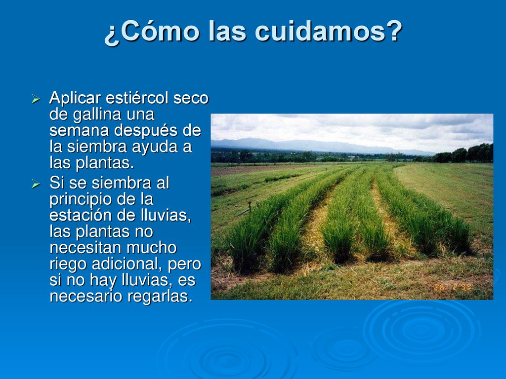 ¿Cómo las cuidamos Aplicar estiércol seco de gallina una semana después de la siembra ayuda a las plantas.