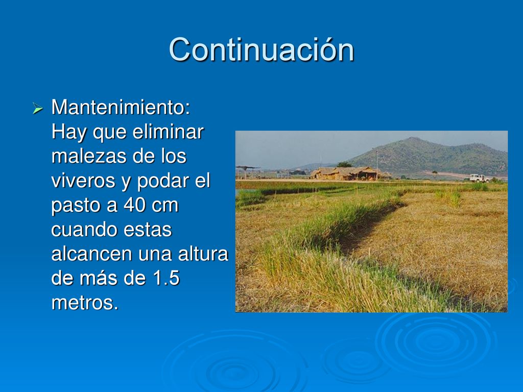 Continuación Mantenimiento: Hay que eliminar malezas de los viveros y podar el pasto a 40 cm cuando estas alcancen una altura de más de 1.5 metros.