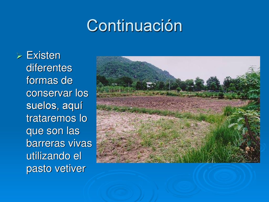 Continuación Existen diferentes formas de conservar los suelos, aquí trataremos lo que son las barreras vivas utilizando el pasto vetiver.