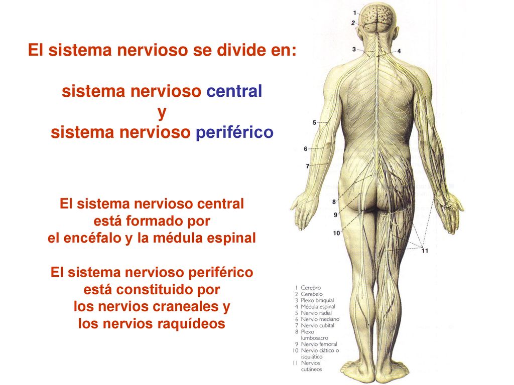 El sistema nervioso se divide en: sistema nervioso central y