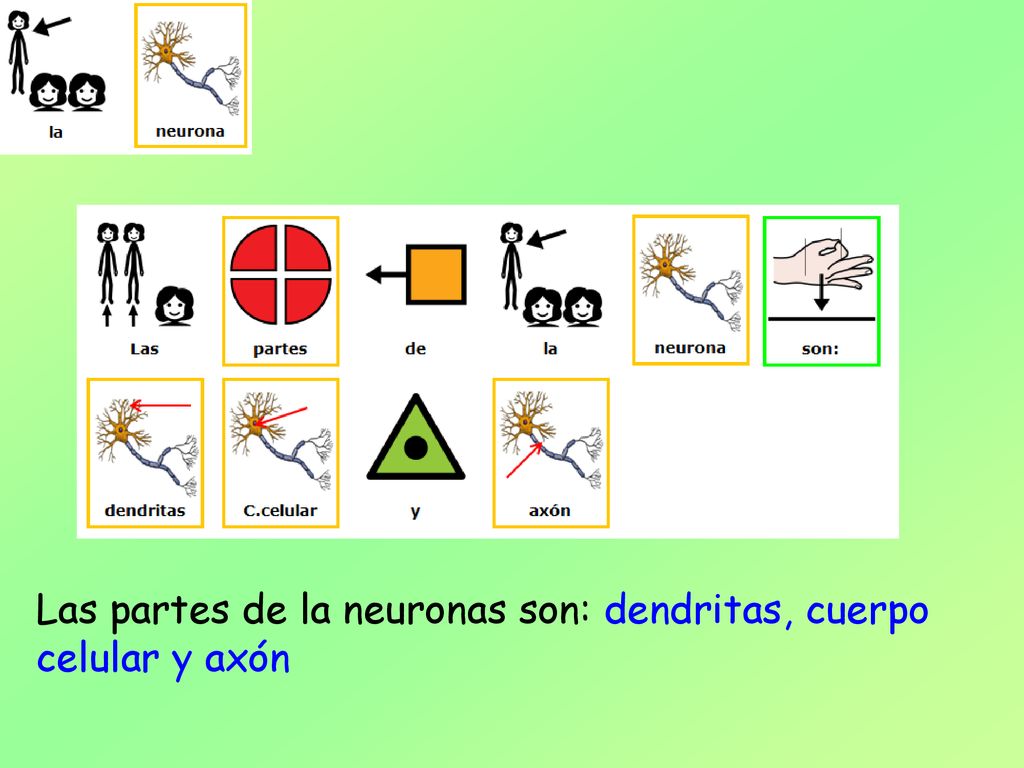 Las partes de la neuronas son: dendritas, cuerpo celular y axón