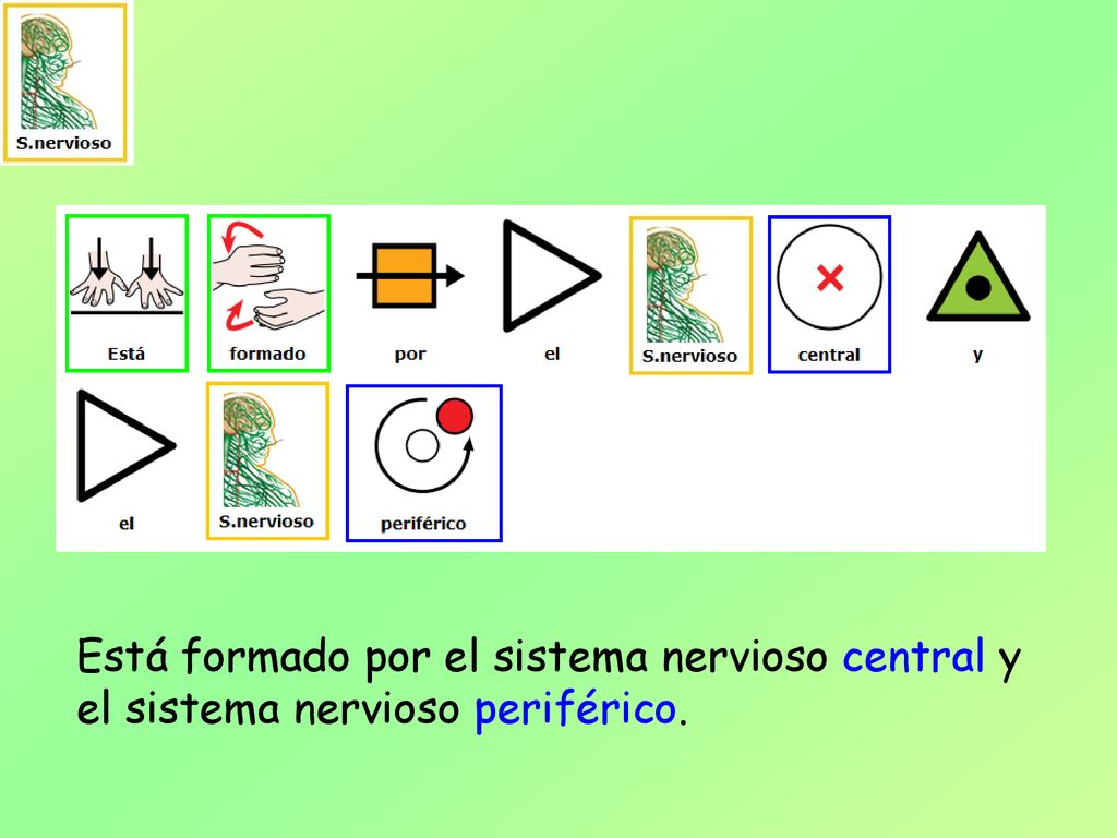 Está formado por el sistema nervioso central y el sistema nervioso periférico.