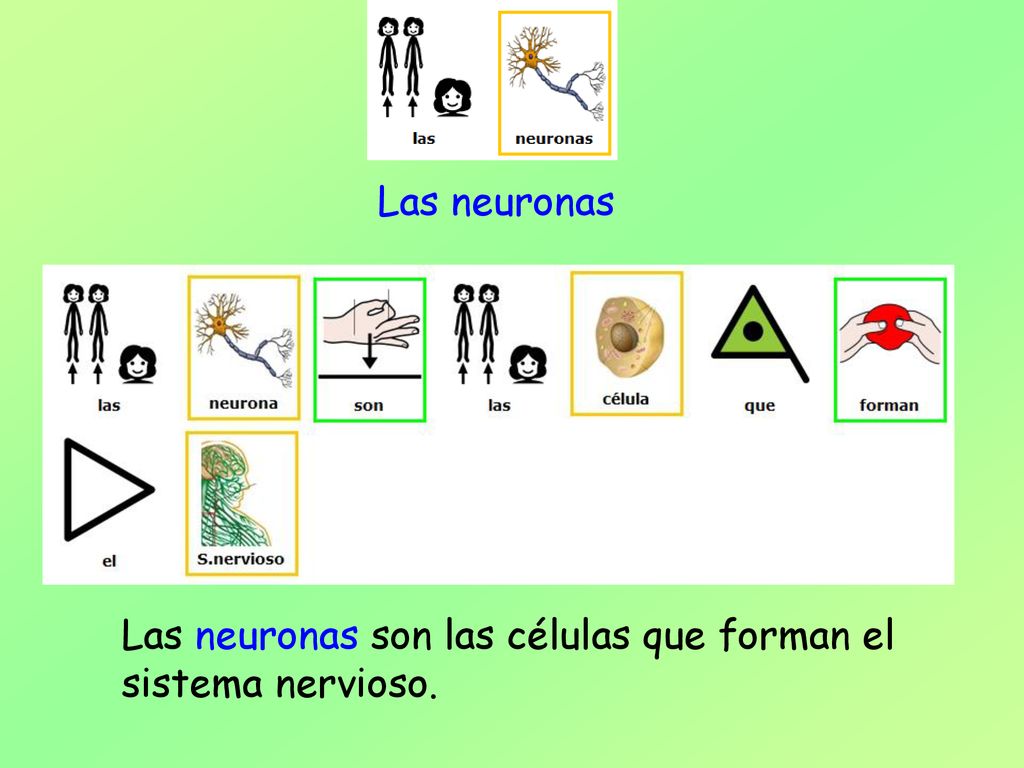 Las neuronas Las neuronas son las células que forman el sistema nervioso.