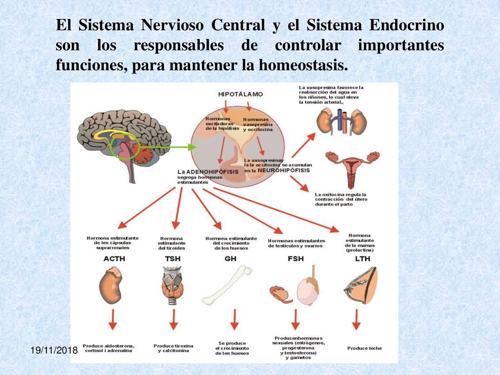 El Sistema Nervioso Central y el Sistema Endocrino son los responsables de controlar importantes funciones, para mantener la homeostasis.